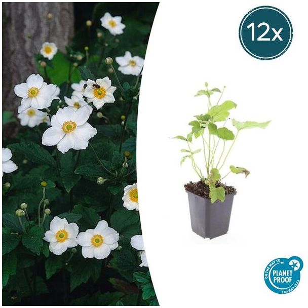 12 Herftsbloeiende tuinplanten | Anemone hybrida 'Honorine Jobert'