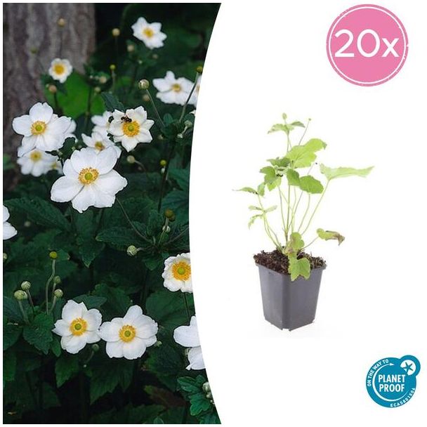 Anemone 'Honorine Jobert' 20 stuks - Winterharde tuinplant | Snijbloem & Borderplant