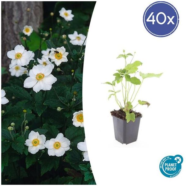 Anemone hybrida 'Honorine Jobert' 40x - Perfect voor borders | halfschaduw
