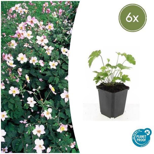 6 Stuks Behaarde herfstanemoon, Herfstbloeier, Wit tot Licht Rose, Anemone tom.  Robustissima  - ↕10-25cm - Ø9cm
