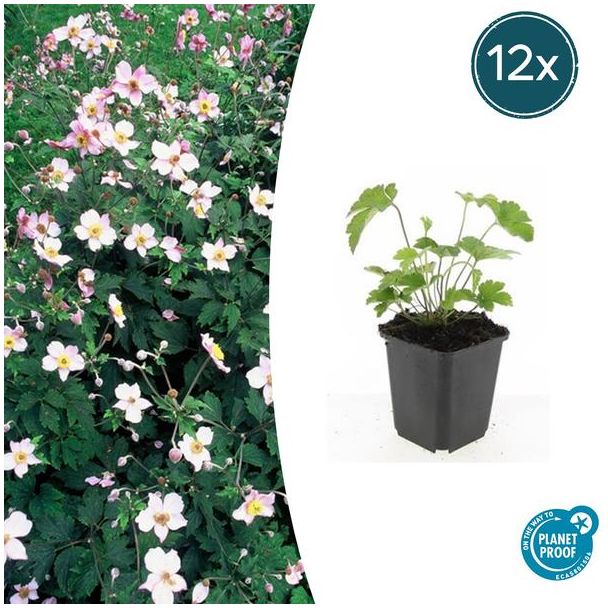 12 Stuks Behaarde herfstanemoon, Herfstbloeier, Wit tot Licht Rose, Anemone tom.  Robustissima  - ↕10-25cm - Ø9cm