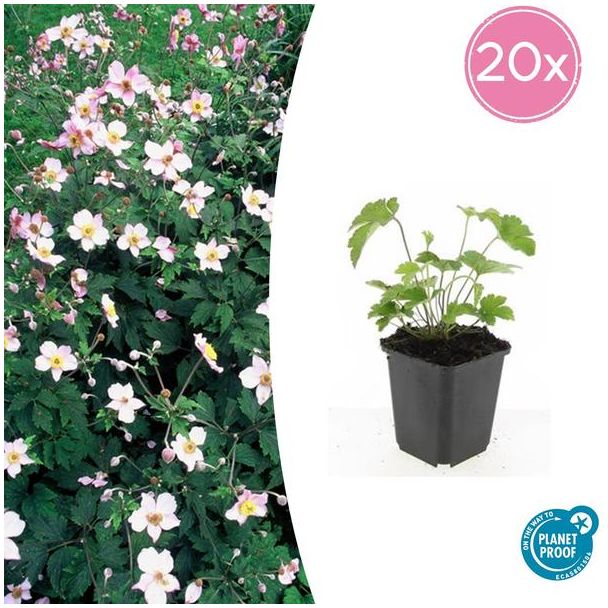 20 Stuks Behaarde herfstanemoon, Herfstbloeier, Wit tot Licht Rose, Anemone tom.  Robustissima  - ↕10-25cm - Ø9cm