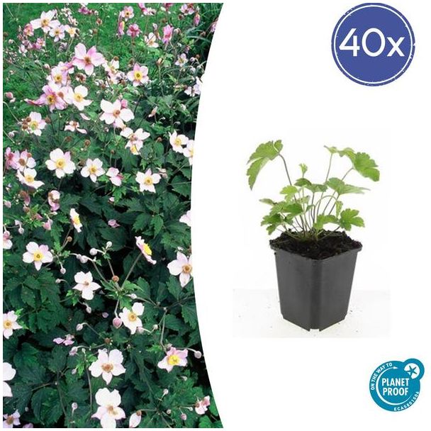 40 Stuks Behaarde herfstanemoon, Herfstbloeier, Wit tot Licht Rose, Anemone tom.  Robustissima  - ↕10-25cm - Ø9cm