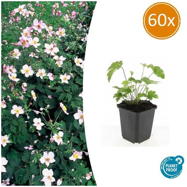 60 Stuks Behaarde herfstanemoon, Herfstbloeier, Wit tot Licht Rose, Anemone tom.  Robustissima  - ↕10-25cm - Ø9cm