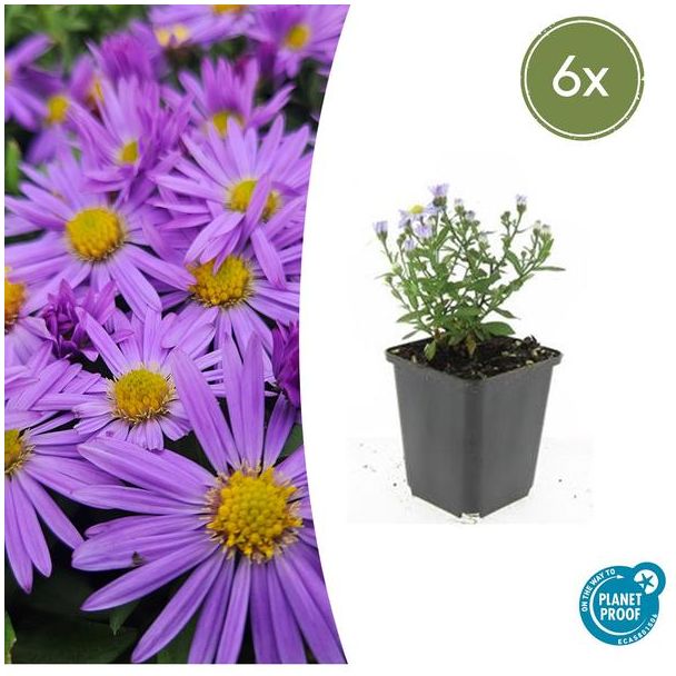 6  Stuks Herfst Aster, Kleur Paars met Geel Hard, Herfstbloeier, Aster (D)  Prof. Anton Kippenberg   - ↕10-25cm - Ø9cm