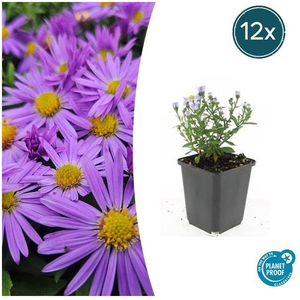 12  Stuks Herfst Aster, Kleur Paars met Geel Hard, Herfstbloeier, Aster (D)  Prof. Anton Kippenberg   - ↕10-25cm - Ø9cm