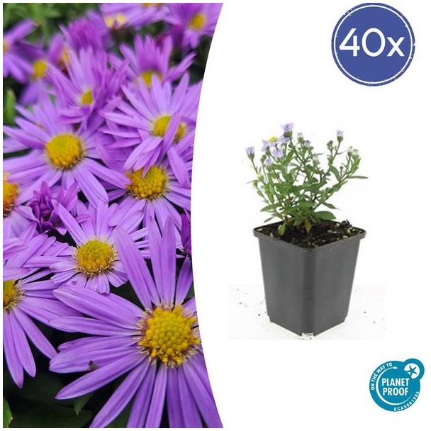 40 Stuks Herfst Aster, Kleur Paars met Geel Hard, Herfstbloeier, Aster (D)  Prof. Anton Kippenberg   - ↕10-25cm - Ø9cm