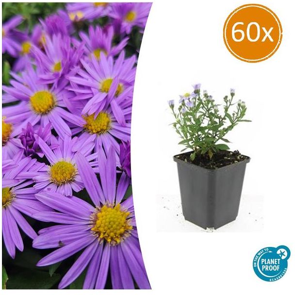 60 Stuks Herfst Aster, Kleur Paars met Geel Hard, Herfstbloeier, Aster (D)  Prof. Anton Kippenberg   - ↕10-25cm - Ø9cm