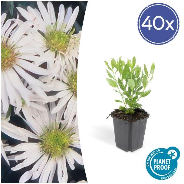 Aster 'Ashvi' 40 stuks - Sterke Aster voor Tuin en Border