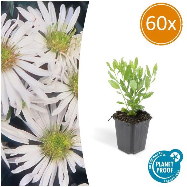 60x Aster Tuinplanten - planten met bloemen voor in de tuin ↕10-25cm - Ø9cm