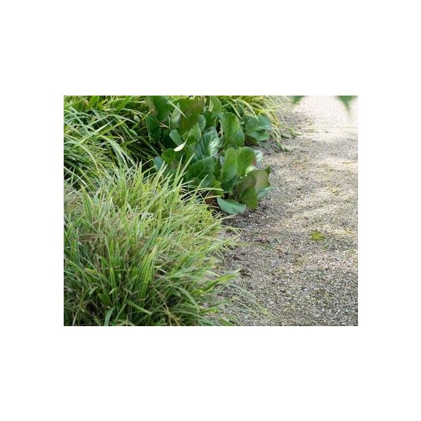 Beeld