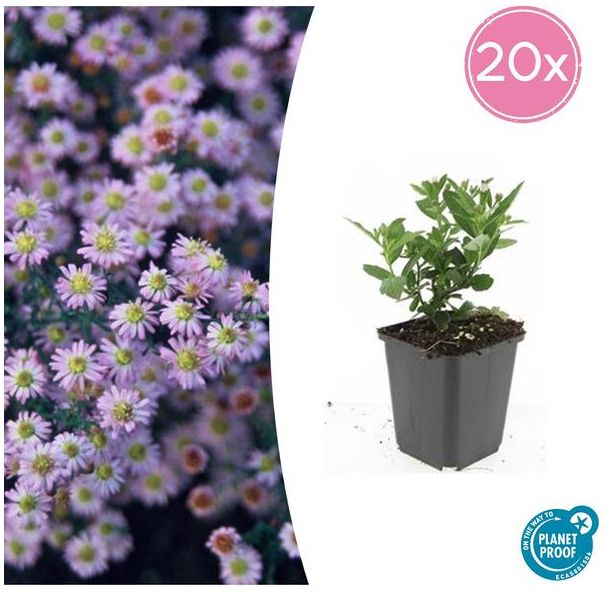 Aster ageratoides 'Stardust' | 20 stuks | Herfstasters | Tuinplanten