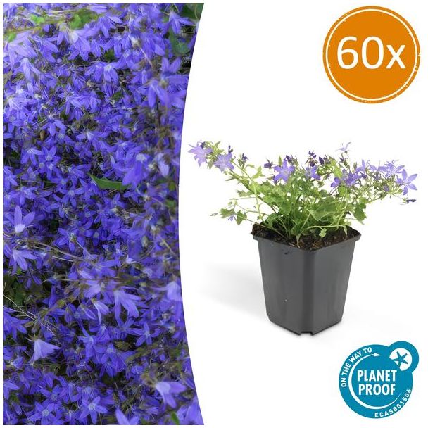 60x Klokjesbloem Campanula poscharskyana 'Stella'  ↕10-20cm - Ø9cm -  ideaal voor borders en bodembedekker