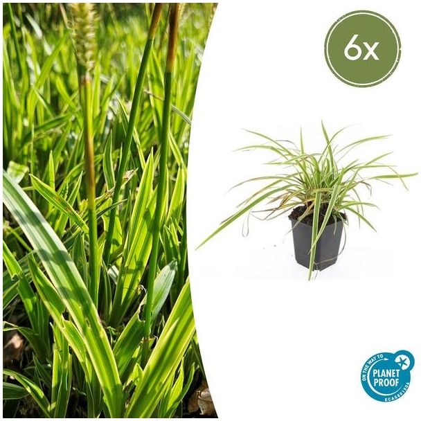 6 stuks Geel Gestreepte Japanse Zegge, Wintergroene Siergrasplant, Carex morrowii  Aureovariegata   - ↕10-25cm - Ø9cm