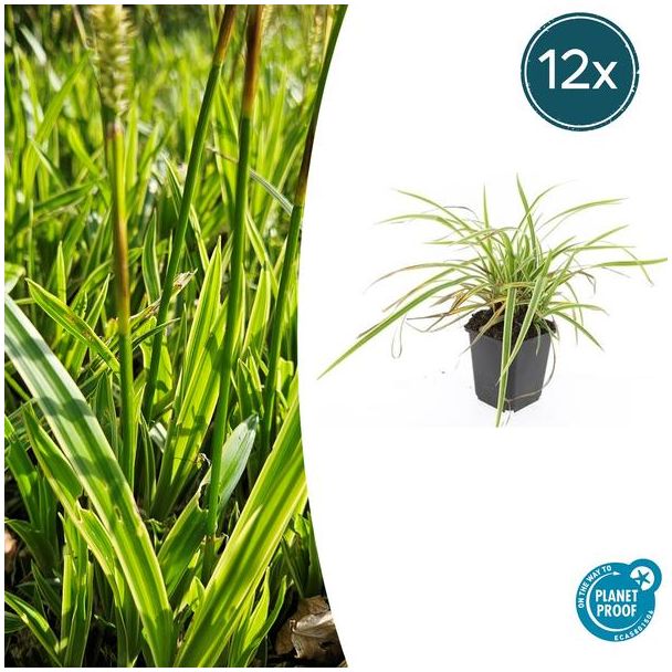 12 stuks Geel Gestreepte Japanse Zegge, Wintergroene Siergrasplant, Carex morrowii  Aureovariegata   - ↕10-25cm - Ø9cm