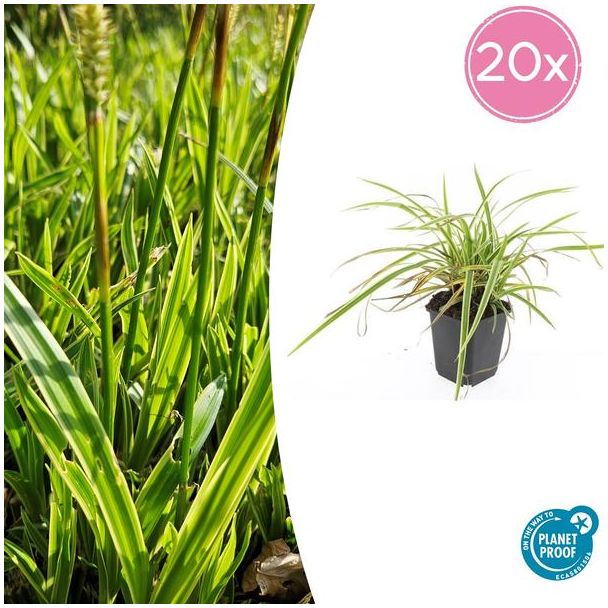 20 stuks Geel Gestreepte Japanse Zegge, Wintergroene Siergrasplant, Carex morrowii  Aureovariegata   - ↕10-25cm - Ø9cm