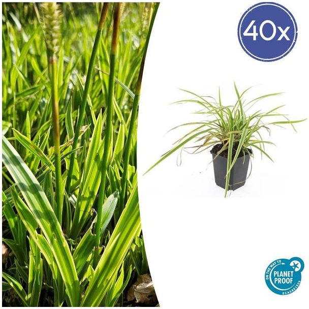 40 stuks Geel Gestreepte Japanse Zegge, Wintergroene Siergrasplant, Carex morrowii  Aureovariegata   - ↕10-25cm - Ø9cm