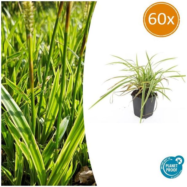 60 stuks Geel Gestreepte Japanse Zegge, Wintergroene Siergrasplant, Carex morrowii  Aureovariegata   - ↕10-25cm - Ø9cm