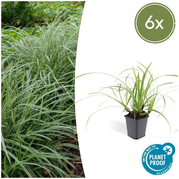 6x Japanse zegge (Carex morrowi Ice Dance), simpele bodembedekker