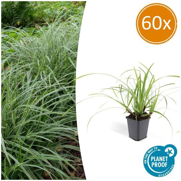 60x Japanse zegge (Carex morrowi Ice Dance), simpele bodembedekker