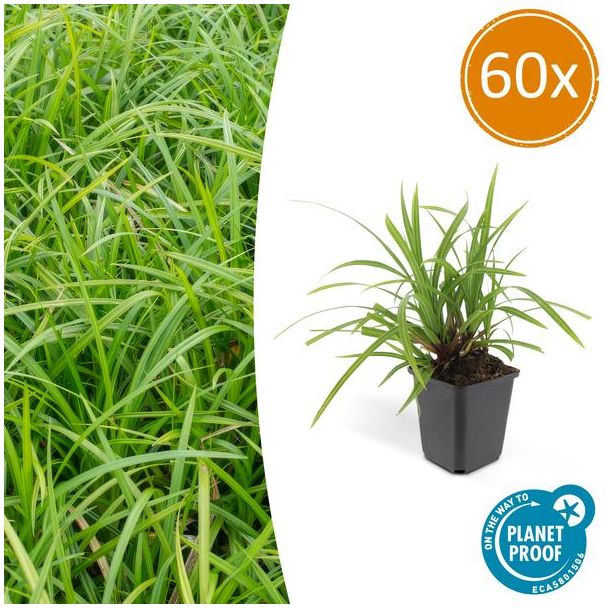 60x Japanse zegge 'Irish Green'  Carex morrowii, onderhoudsvriendelijke buitenplant