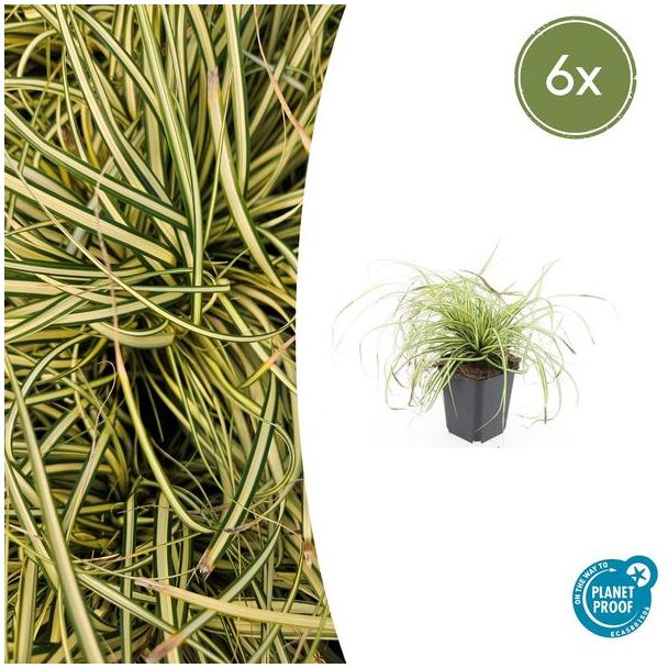 6 Stuks Japanse Zegge/Schaduw Zegge Evergold, Wintergroene Siergrasplant, Groen met GoudGele Middenstreep, Carex oshimensis Evergold   - ↕10-25cm - Ø9cm