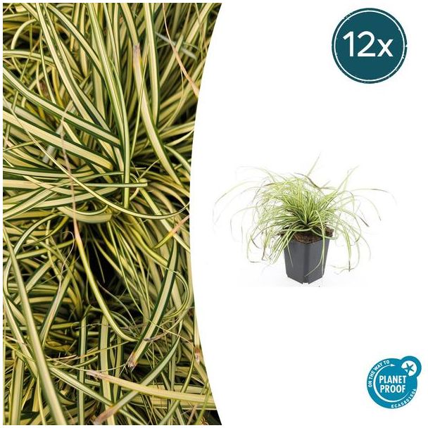 12 Stuks Japanse Zegge/Schaduw Zegge Evergold, Wintergroene Siergrasplant, Groen met GoudGele Middenstreep, Carex oshimensis Evergold   - ↕10-25cm - Ø9cm