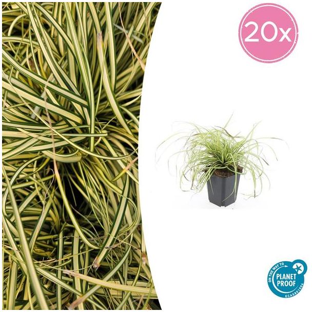 20 Stuks Japanse Zegge/Schaduw Zegge Evergold, Wintergroene Siergrasplant, Groen met GoudGele Middenstreep, Carex oshimensis Evergold   - ↕10-25cm - Ø9cm