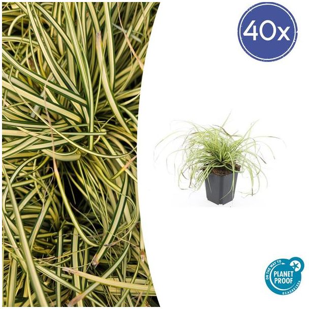 40 Stuks Japanse Zegge/Schaduw Zegge Evergold, Wintergroene Siergrasplant, Groen met GoudGele Middenstreep, Carex oshimensis Evergold   - ↕10-25cm - Ø9cm