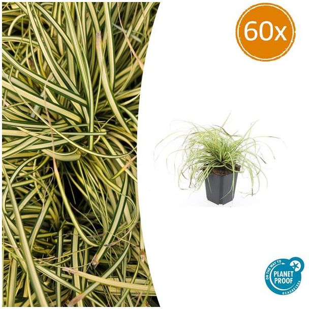60 Stuks Japanse Zegge/Schaduw Zegge Evergold, Wintergroene Siergrasplant, Groen met GoudGele Middenstreep, Carex oshimensis Evergold   - ↕10-25cm - Ø9cm