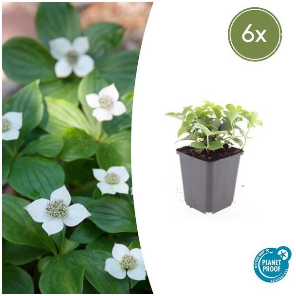 6x Canadese kornoelje Cornus canadensis - ↕10-25cm - Ø9cm prachtige bodembedekker