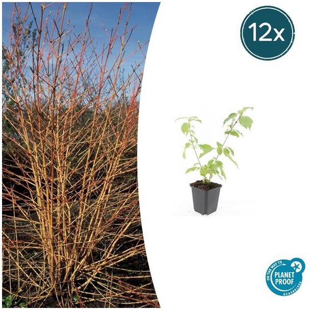 Tuinplant met feloranje takken - aantal 12 - Cornus sanguinea ↕10-25cm