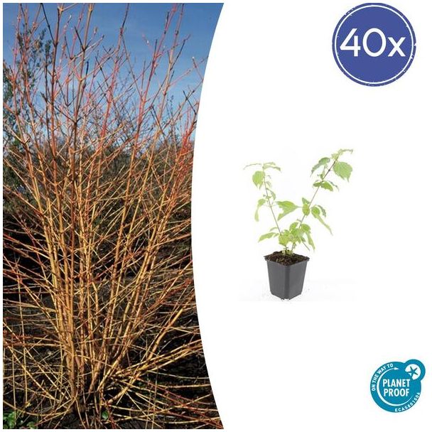 40 Opvallende tuinplanten - Rode kornoelje / Cornus sanguinea - ↕10-25cm