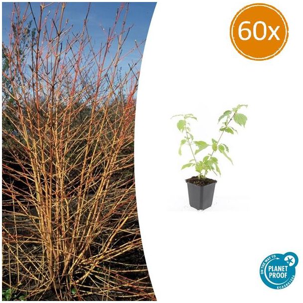 Rode kornoelje 'Anny's Winter Orange' tuinplant - 60 stuks