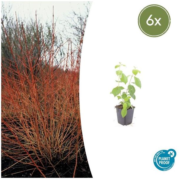 6  Stuks Kornoelje 'Midwintervuur', Heester, s Winters mooie Rode Takken, Voorjaar Witte bloementjes, Donkerpaarse Besachtige vruchten, Cornus sang.  Midwinter Fire  - ↕10-25cm - Ø9cm