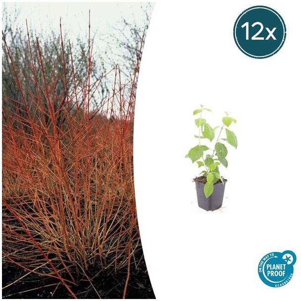 12  Stuks Kornoelje 'Midwintervuur', Heester, s Winters mooie Rode Takken, Voorjaar Witte bloementjes, Donkerpaarse Besachtige vruchten, Cornus sang.  Midwinter Fire  - ↕10-25cm - Ø9cm