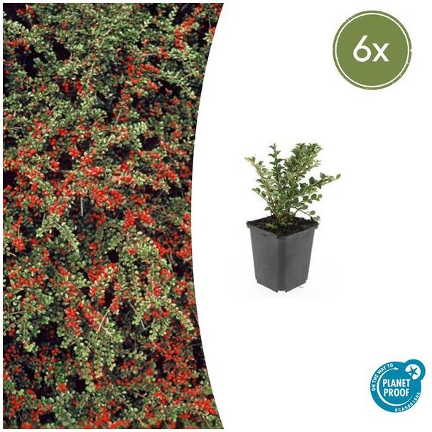 Vlakke dwergmispel | Cotoneaster horizontalis | 6 stuks | Winterharde tuinplanten