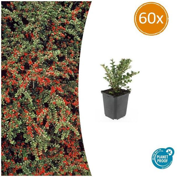 60 stuks Cotoneaster - Horizontale dwergmispel winterhard ↕10-25cm