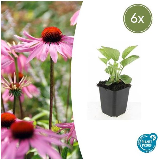 Rode zonnehoed 'Magnus' - 6 stuks | Vaste plant | winterhard