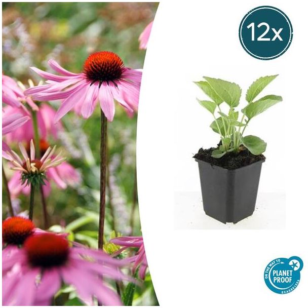12 tuinplanten met bloemen (in juli tot September) - Echinacea purpurea 'Magnus'