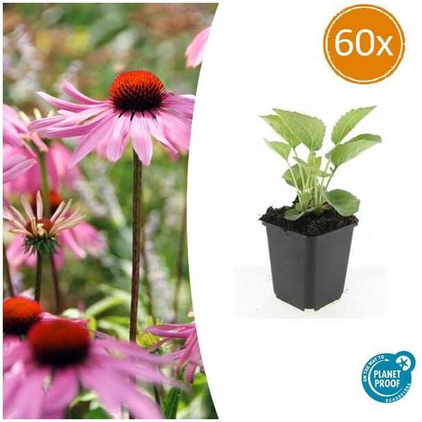 60x Echinacea purpurea 'Magnus' | Perfect voor borders en wilde Tuinen
