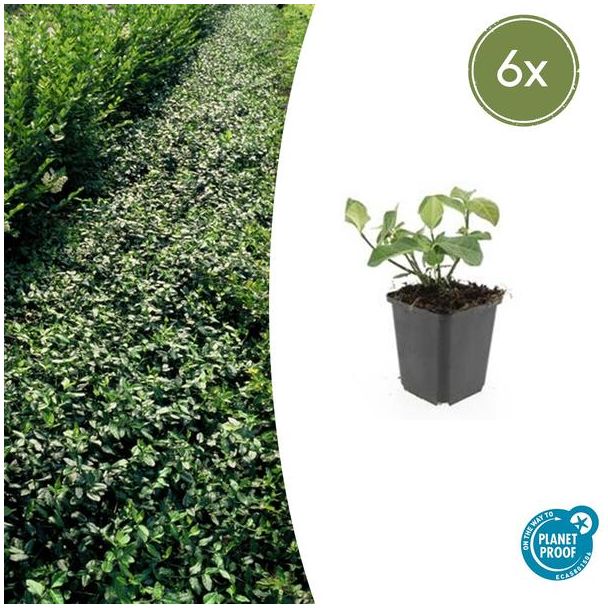 6  Stuks Kardinaalmuts Dart`s Blanket, Haag, Bodembedekker, Euonymus fort.  Dart s Blanket  - ↕10-25cm - Ø9cm