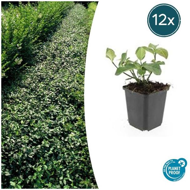 12  Stuks Kardinaalmuts Dart`s Blanket, Haag, Bodembedekker, Euonymus fort.  Dart s Blanket  - ↕10-25cm - Ø9cm
