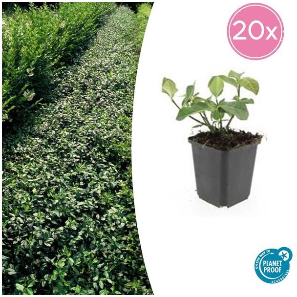20  Stuks Kardinaalmuts Dart`s Blanket, Haag, Bodembedekker, Euonymus fort.  Dart s Blanket  - ↕10-25cm - Ø9cm