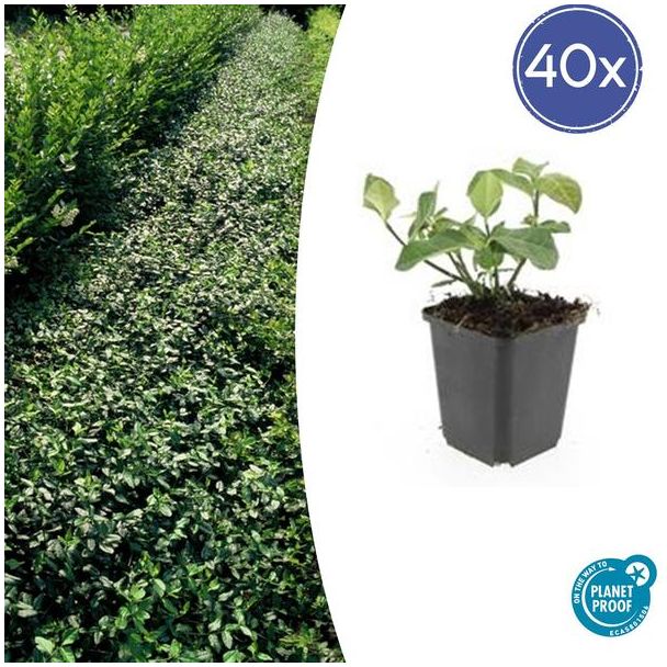 40 Stuks Kardinaalmuts Dart`s Blanket, Haag, Bodembedekker, Euonymus fort.  Dart s Blanket  - ↕10-25cm - Ø9cm