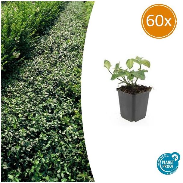 60 stuks Kardinaalsmuts `Dart`s Blanket`, Sterke Winterharde Bodembedekker, Haag, Euonymus fort.  Dart s Blanket  - ↕10-25cm - Ø9cm