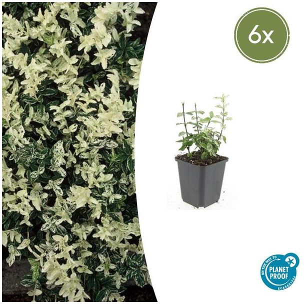 6 Stuks Kardinaalmuts Harlequin, Blad Groen en Creme tot Witte tinten, Wintergroene Bodembedekker, Euonymus fort.  Harlequin  - ↕10-25cm - Ø9cm