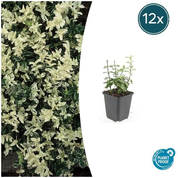 12 Stuks Kardinaalmuts Harlequin, Blad Groen en Creme tot Witte tinten, Wintergroene Bodembedekker, Euonymus fort.  Harlequin  - ↕10-25cm - Ø9cm