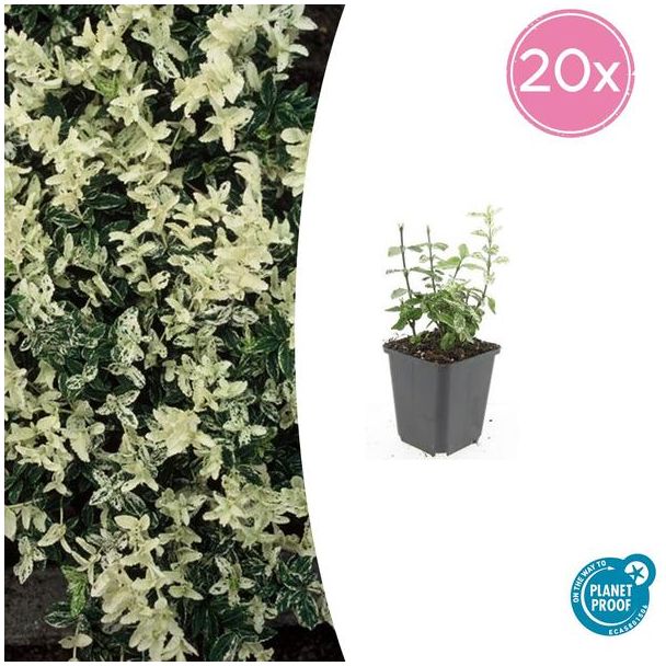 20 Stuks Kardinaalmuts Harlequin, Blad Groen en Creme tot Witte tinten, Wintergroene Bodembedekker, Euonymus fort.  Harlequin  - ↕10-25cm - Ø9cm