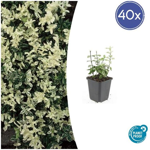 40 Stuks Kardinaalmuts Harlequin, Blad Groen en Creme tot Witte tinten, Wintergroene Bodembedekker, Euonymus fort.  Harlequin  - ↕10-25cm - Ø9cm